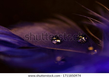 Macro water drops on plume on dark background, abstract concept.