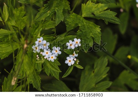 close up, macro shooting with light blue small flowers on green leaves