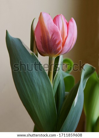pretty pink tulip close up