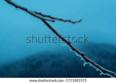 Blue background, tree branches with frost in winter, cold mood.