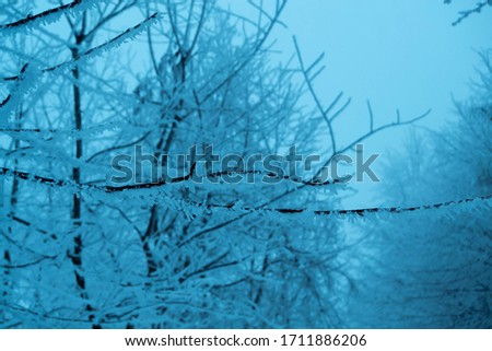 Frosted tree branches in winter, cold mood, blue background for design. 
