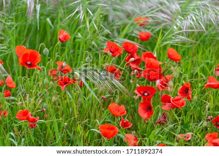 Spring, detail of some poppies in a field