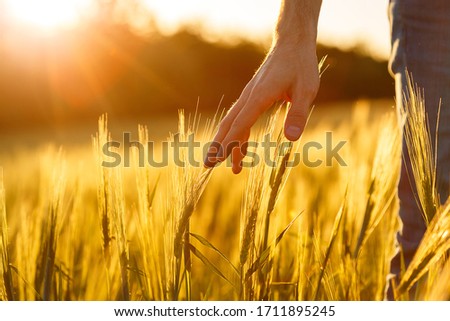 Farmer's hands touch young wheat in the sunset light Royalty-Free Stock Photo #1711895245