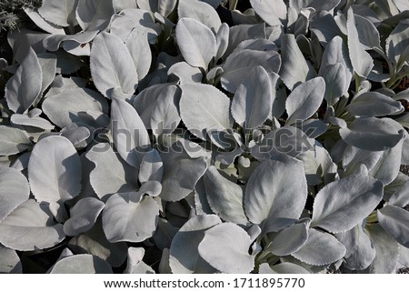 Senecio candidans Angel Wings silver leaves
 Royalty-Free Stock Photo #1711895770