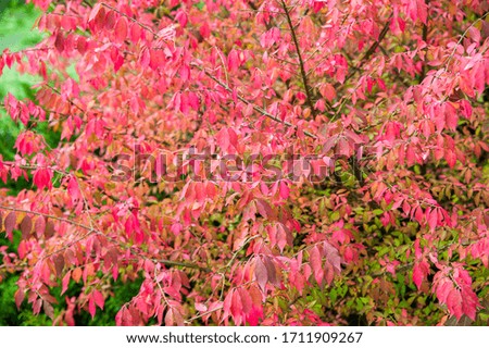 Closeup of red autumn leaves on a tree