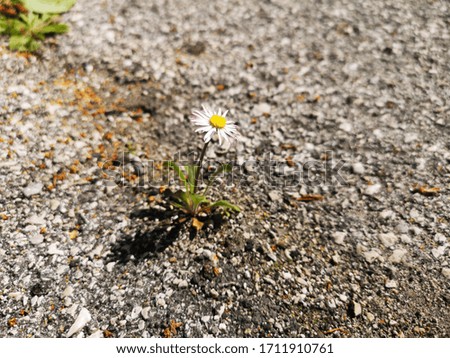 white daisy growing in the asphalt