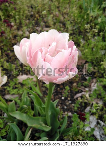 Beautiful pink tulips in nature