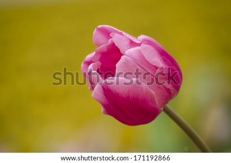 pink tulip on the yellow background