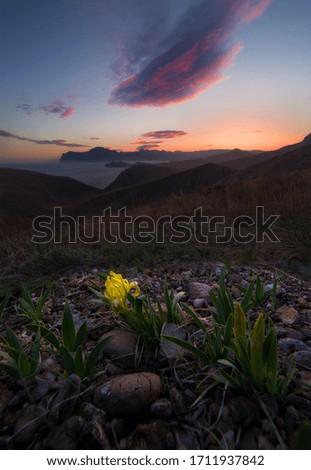  Landscape with a small yellow flower sunset sky in the mountains