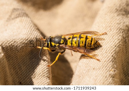 Macro shot of a yellow wasp.Insect in nature