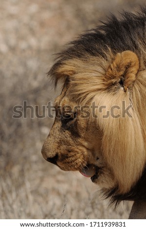 Close up portrait of an impressive black mane male lion in the kgalagadi  transfrontier park