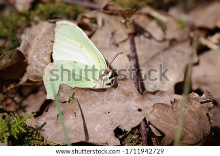 yellow butterfly resting on brown leaves in its natural habitat. Pieridae photographed in France in the Vallée de Chevreuse.