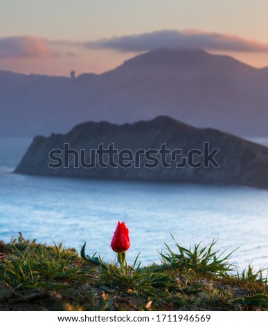 Landscape with a small red flower and a beautiful view of the mountains