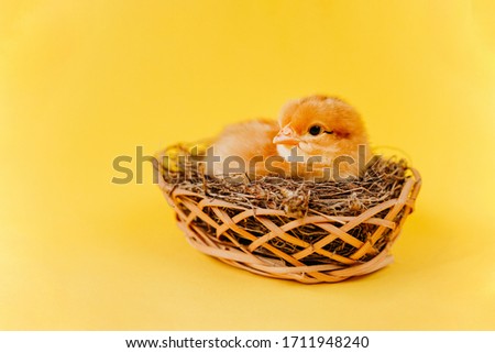Yellow cute small chick sitting in nest on yellow background. Concept of easter postcard. Organic meat and egg on farm.