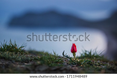 Landscape with a small red flower in the mountains