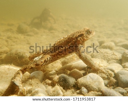 Underwater shot of toads in a moor lake in Bavaria   