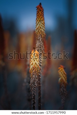 Bright and colorful clusters of orange aloe flowers