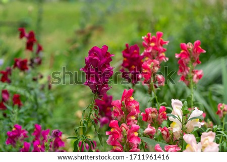 Colorful meadow flowers in grass in nature or in the garden. Slovakia