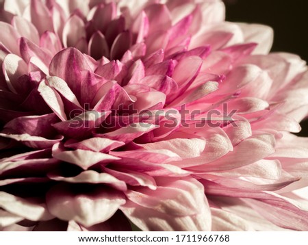 flower petals close-up, pink color