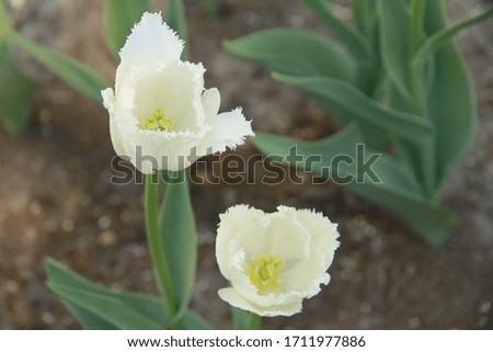 white spring flower in the flowerbed