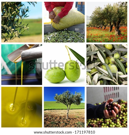 Process of olive oil production Royalty-Free Stock Photo #171197810