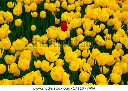 Yellow Tulips in Istanbul. Beautiful yellow tulips in a garden