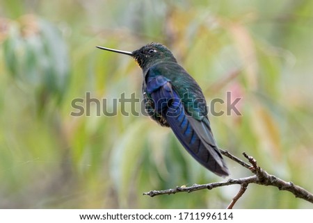 blue and green hummingbird seating on the branch with beautiful background 