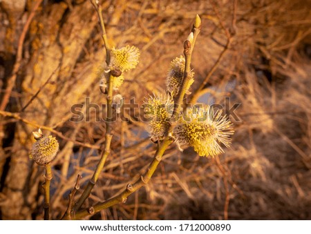 Blooming willow in the rays of the setting sun