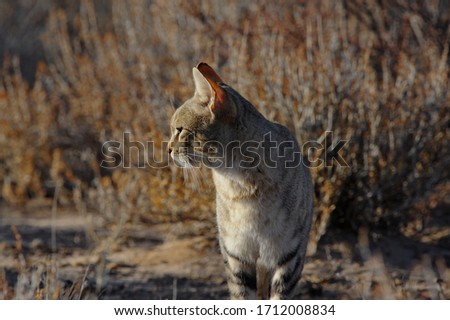 Close up portrait of an African wild cat in the savannah