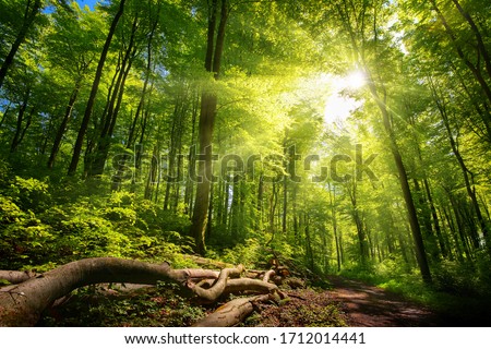 Luminous sun rays falling through the green foliage in a beautiful forest, with timber beside a path Royalty-Free Stock Photo #1712014441
