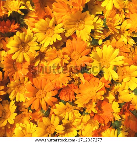 Uniform background of bright orange calendula flowers. Close up, top view. Place for lettering. Royalty-Free Stock Photo #1712037277