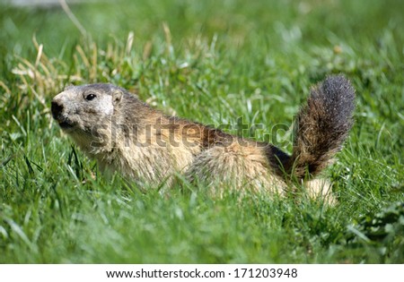 Big marmot walking in the grass, in National park of Vanoise, french alps, France.