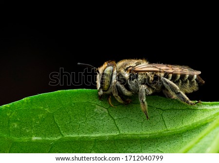 The genus Megachile is a cosmopolitan group of solitary bees, often called leafcutter bees. While other genera within the family Megachilidae. 