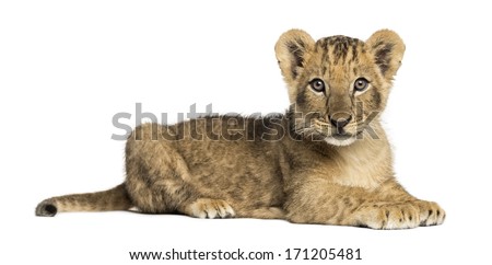 Side view of a Lion cub lying, looking at the camera, 10 weeks old, isolated on white Royalty-Free Stock Photo #171205481