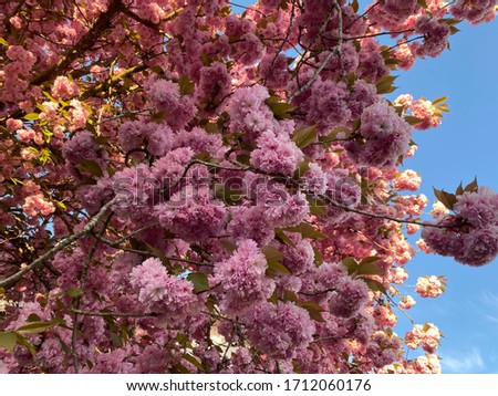 Light pink sakura flowers blooming, early spring, Portland Oregon