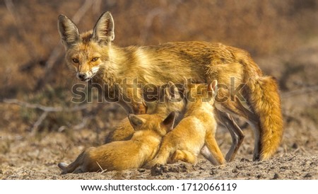 This is a picture of a family of a fox in this photo there are three kids and a mother.