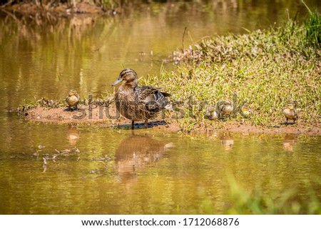 A female mallard watching over her little ducklings on the shore of the wetlands drying off after being in the water on a sunny day in springtime