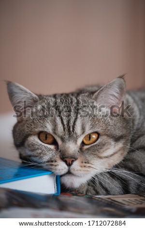 British smooth-haired striped cat on a the book