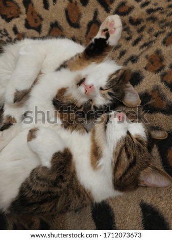 similar cats sleep in a single ball on a plaid