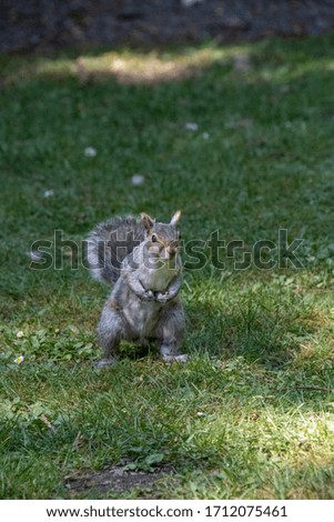 A picture of a grey Squirrel standing on the ground.        Vancouver  BC  Canada
