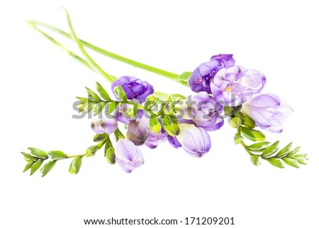 The branch of freesia with flowers, buds