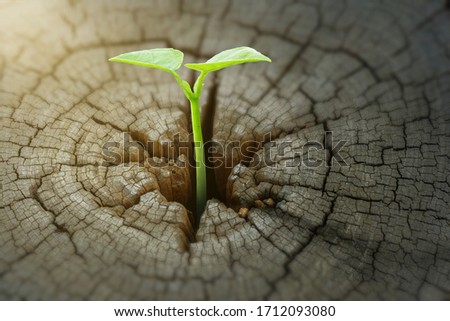  New development and renewal as a business concept of emerging leadership success as an old cut down tree and a strong seedling growing in the center trunk as a concept of support building a future.   Royalty-Free Stock Photo #1712093080