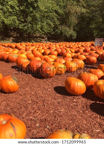 Warm pumpkin patch in the fall time