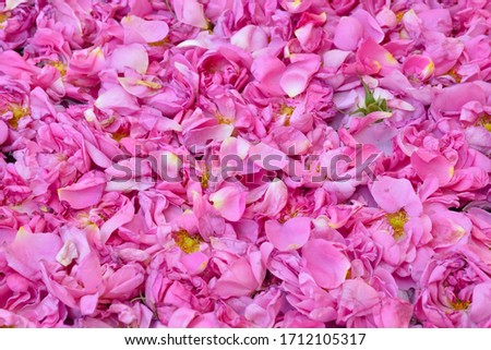 Everything smelling of Damask roses, pink roses petals background 