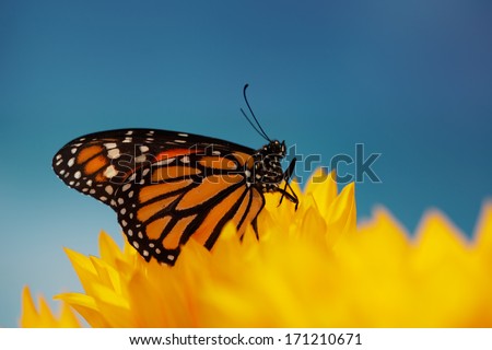 Monarch butterfly in sunflower flower. Macro closeup, shallow DOF.
