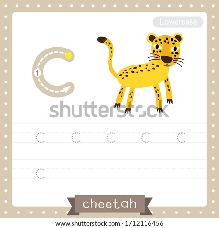 Letter C lowercase cute children colorful zoo and animals ABC alphabet tracing practice worksheet of Cheetah for kids learning English vocabulary and handwriting vector illustration.