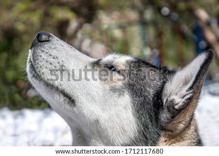 Husky dog squints with pleasure in the sun, smiling and sticking out his tongue. Copy space.
