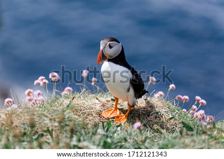 Little Puffin on Isle of Lunga in Scotland Royalty-Free Stock Photo #1712121343