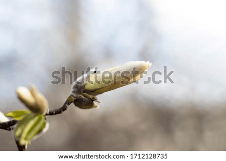 White large closed magnolia bud with lilac streak and green leaves on a blurred background. There is a place for text. Spring vibes only for your design.