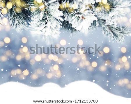 winter christmas background with snow fir branches cones on forest background